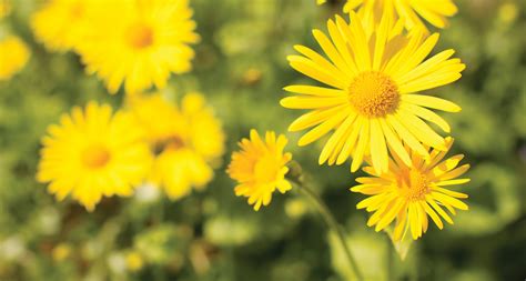 21 september yellow flowers